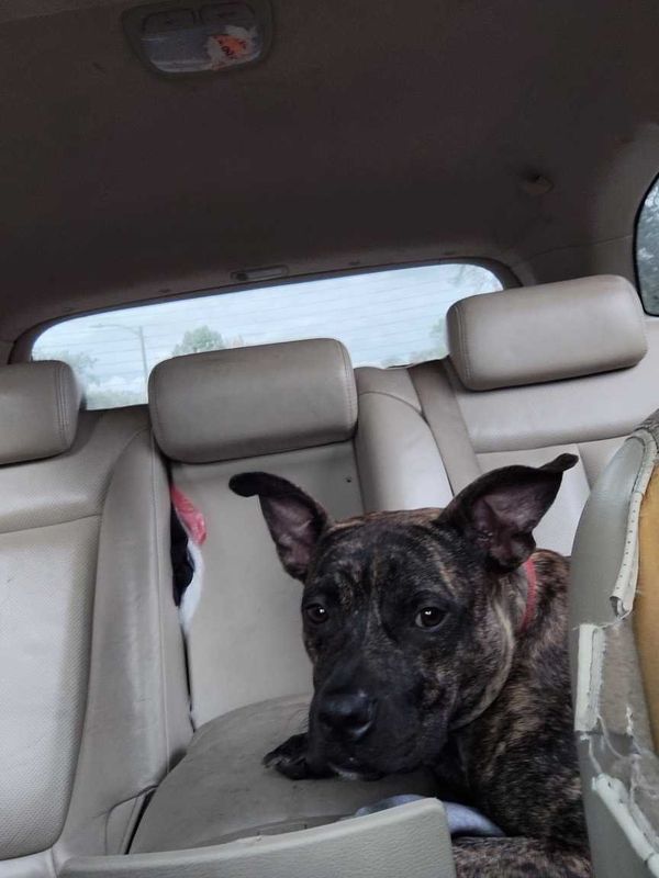 Lost Dog in Tampa, Florida — listing photo