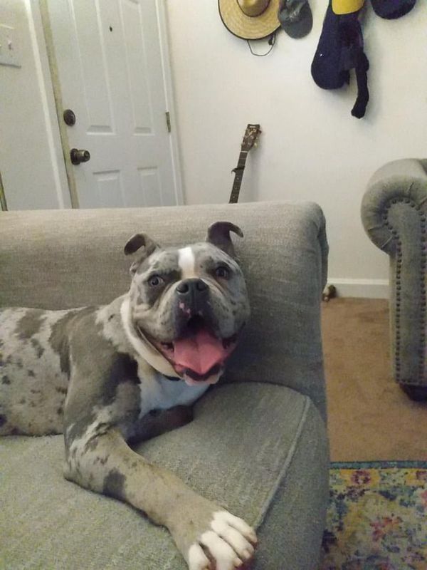Found Dog in Charlotte, North Carolina — Update on found dog