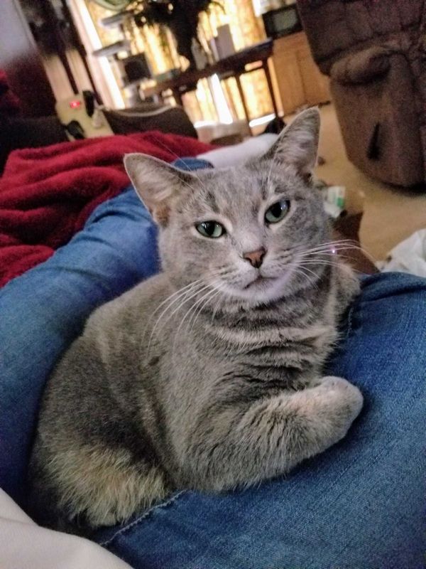Lost Cat in The Woodlands/Spring — listing photo