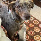 Lost Dog in Jacksonville, North Carolina — listing photo