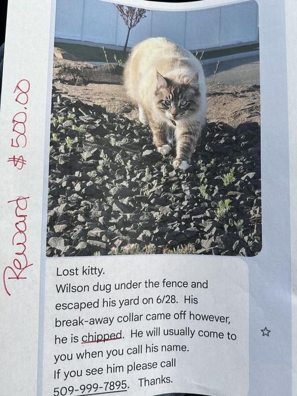 Lost Cat in Spokane, Washington — listing photo