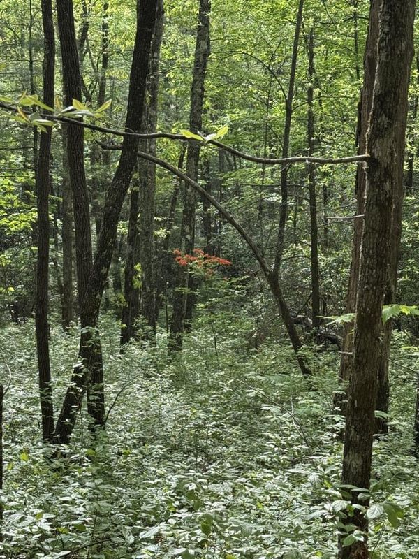 Found Dog in Asheville, North Carolina — Ticks are bad this year, friends
