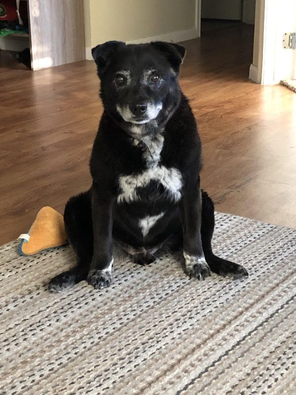 Lost Dog in El Paso, Texas — listing photo