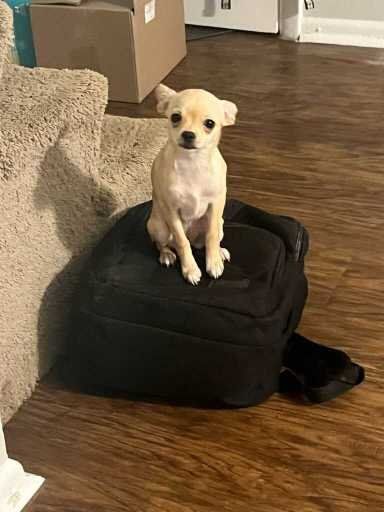 Lost Dog in Shellman Bluff — listing photo