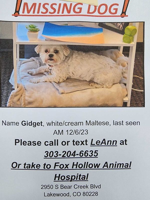Lost Dog in Lakewood, Ohio — listing photo