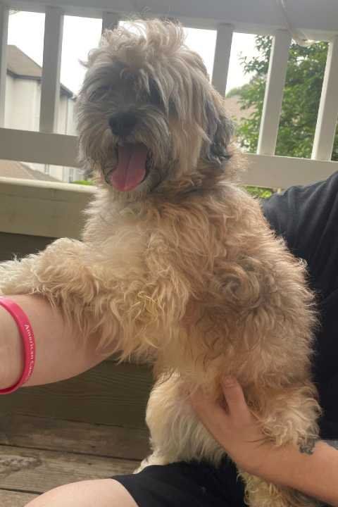 Found Dog in Cary, North Carolina — listing photo