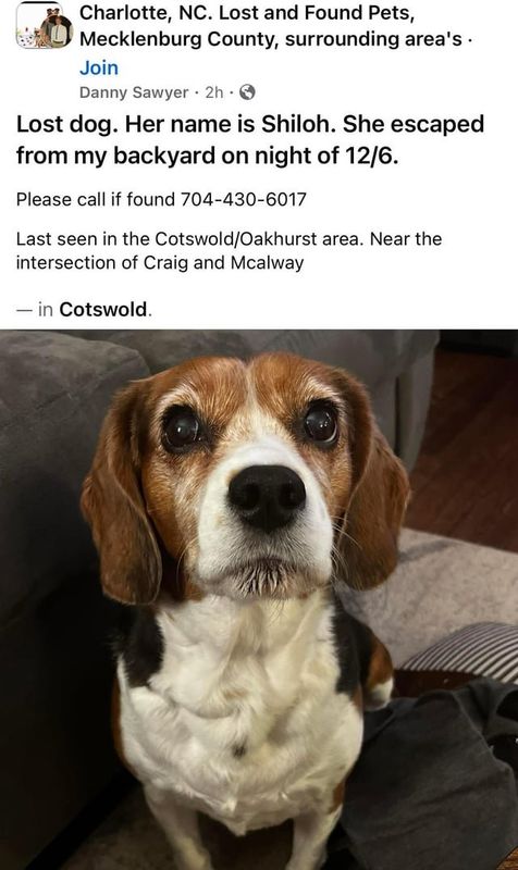 Lost Dog in K — Beagle missing since Saturday night. Cotswold/Echo Hills area.