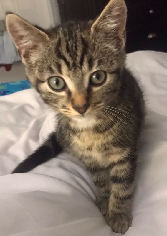 Lost Cat in Mount Airy — listing photo