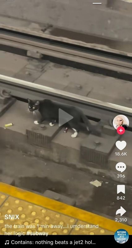Lost Cat in K — please help find lost cat Scarlett, owner says MTA, cops and fire department won't do anything. train is j train…
