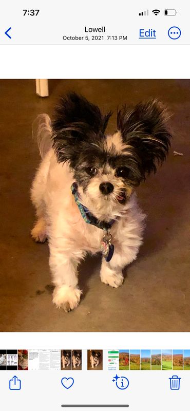 Lost Dog in Palm Bay, Florida — listing photo