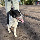 Lost Dog in Portland, Oregon — listing photo