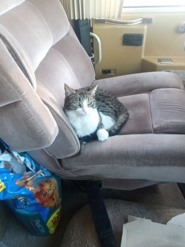 Lost Cat in Tonopah — listing photo
