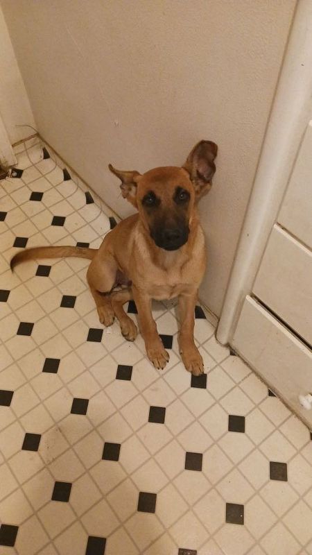 Lost Dog in Fresno, California — listing photo