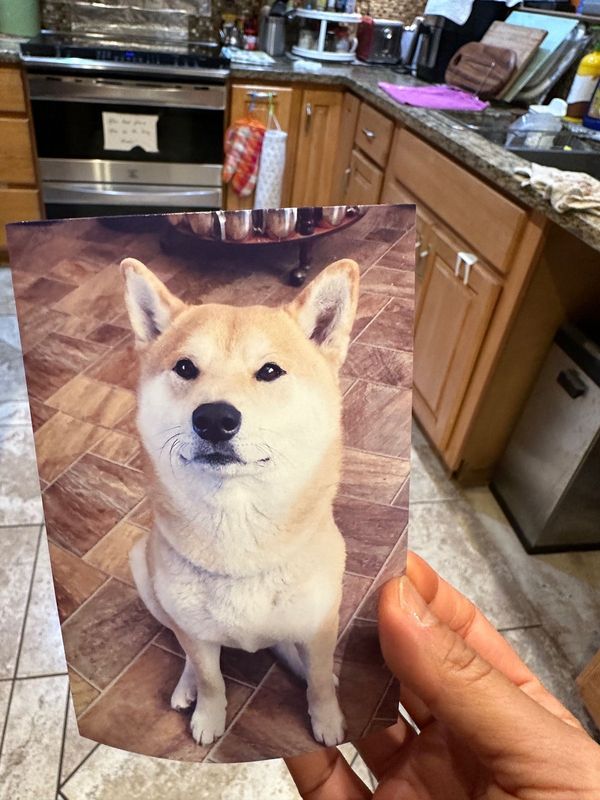 Lost Dog in Marina — listing photo