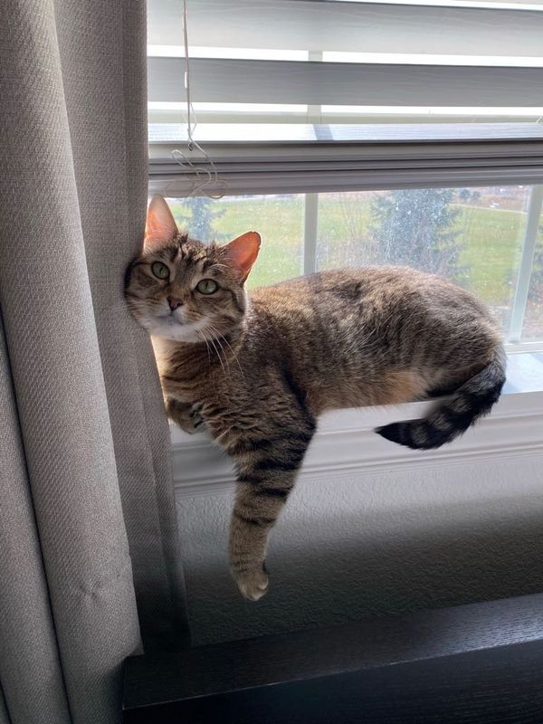 Lost Cat in Colorado Springs, Colorado — listing photo