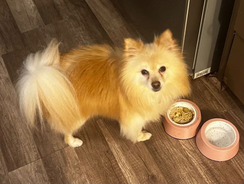 Lost Dog in Sacramento, California — listing photo