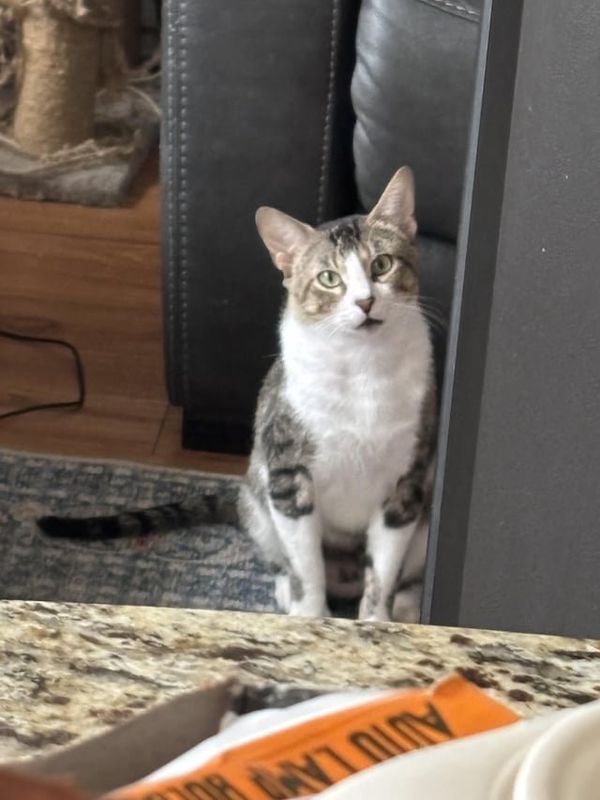 Lost Cat in K — listing photo