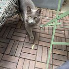 Lost Cat in San Francisco, California — Anyone missing a beautiful grey cat?