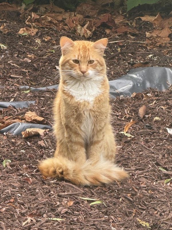 Found Cat in Bellingham, Washington — Update on found cat!