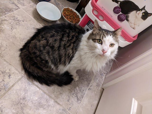 Lost Cat in Baltimore, Maryland — Found: gorgeous long haired cat