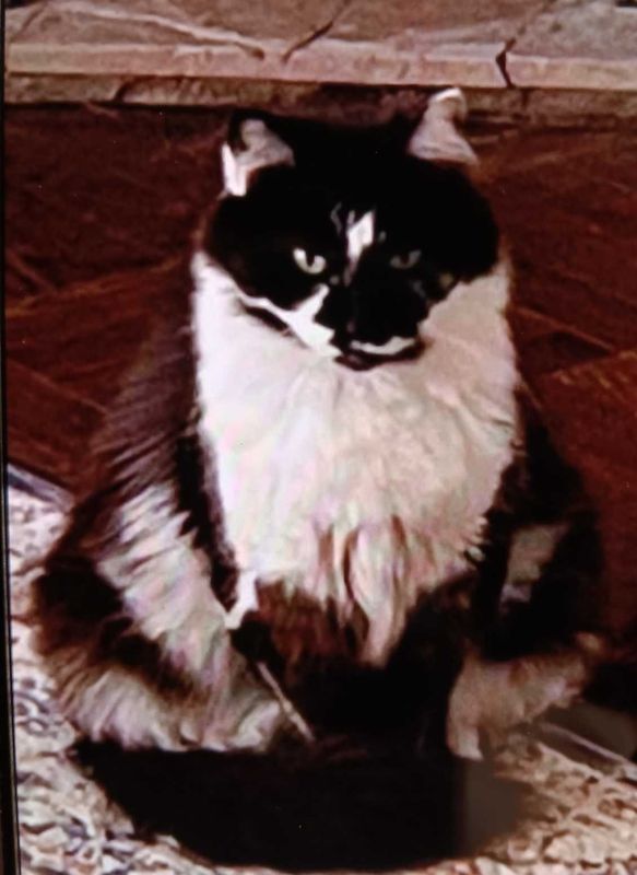 Lost Cat in San Francisco, California — listing photo