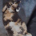 Lost Cat in Columbus, Ohio — Lost/Missing Cat - Jeffey Drive, Sweetwater