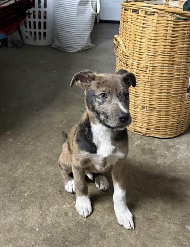 Lost Dog in San Jose, California — listing photo