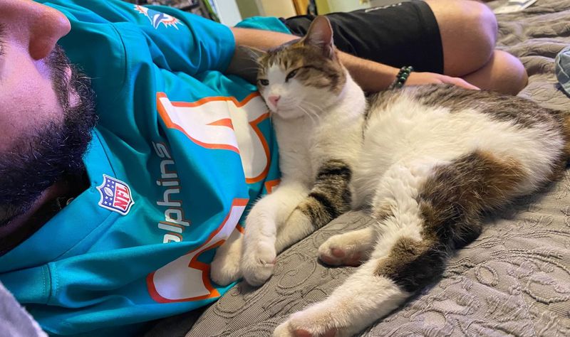 Lost Cat in Surprise, Arizona — listing photo