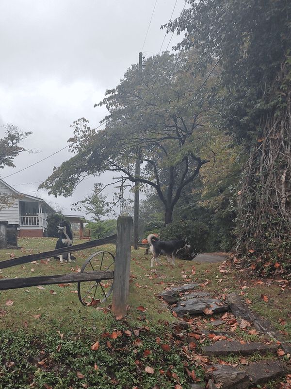 Lost Dog in Chattanooga, Tennessee — Spotted: lost or stray dog duo near River North apartments