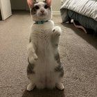 Lost Cat in K — listing photo