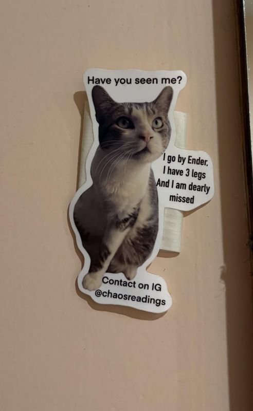 Lost Cat in Austin, Texas — listing photo