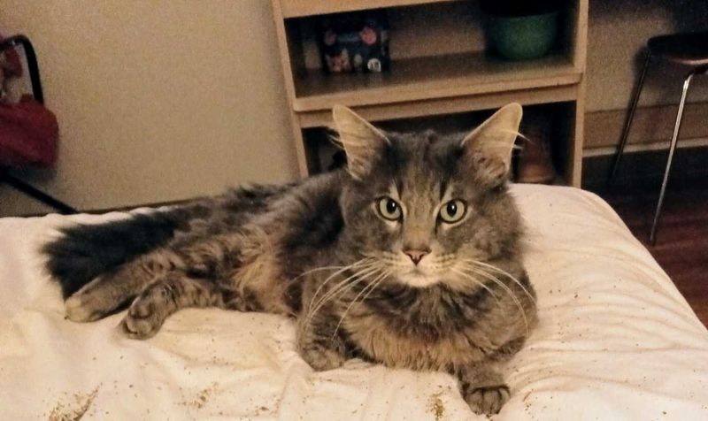 Lost Cat in El Cajon, California — listing photo