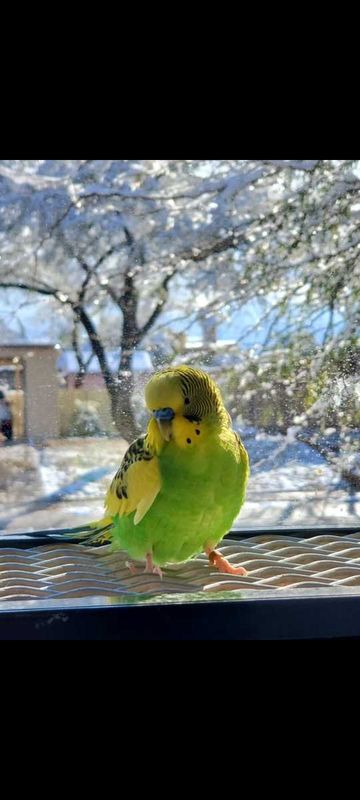 Lost Pet in Tucson, Arizona — listing photo