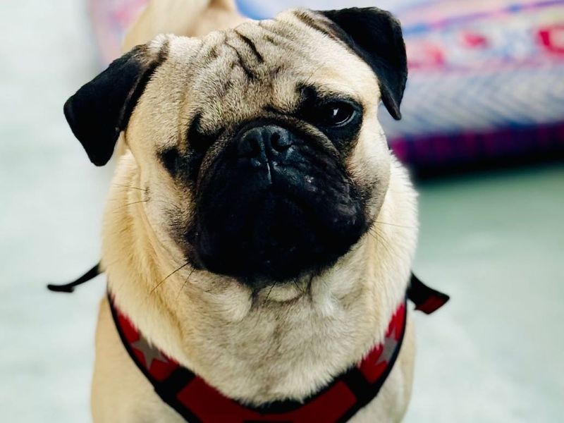 Lost Dog in Los Angeles, California — listing photo
