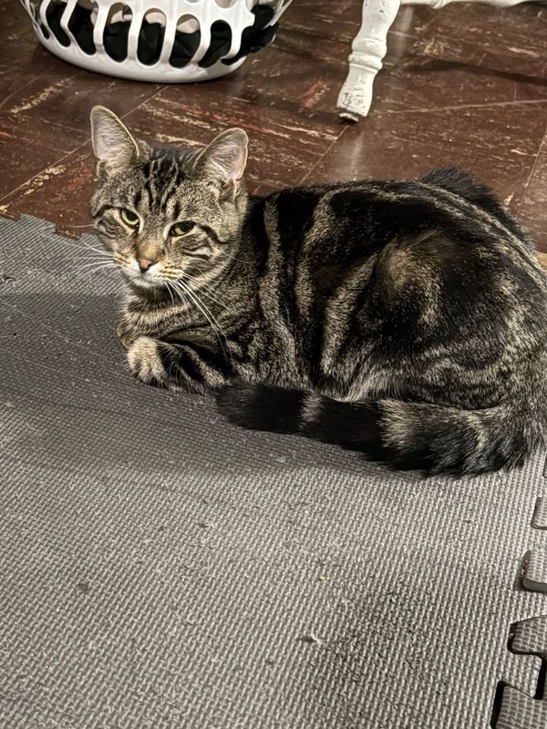 Lost Cat in Rochester, Minnesota — listing photo