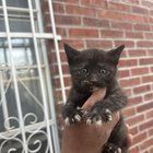 Found Dog in El Paso, Texas — listing photo