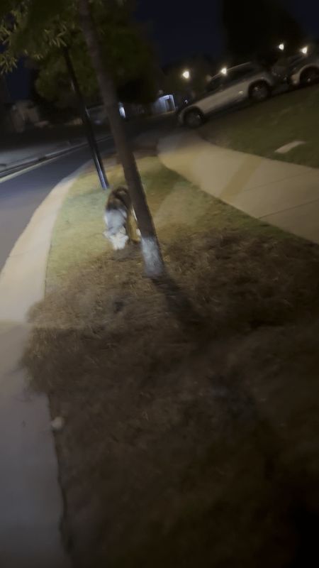 Lost Dog in Charlotte, North Carolina — Anyone have an escape artist husky get loose in the middle of the night?