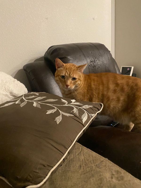 Found Cat in Aurora, Colorado — listing photo