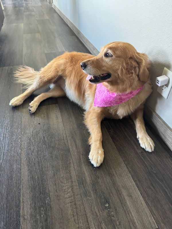 Lost Dog in Crosby — listing photo