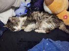 Lost Cat in Dayton, Ohio — listing photo