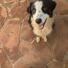 Found Dog in Albuquerque, New Mexico — listing photo