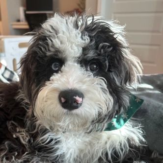 Lost Dog in Tampa, Florida — listing photo
