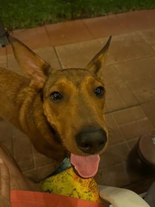 Lost Dog in Fort Worth, Texas — listing photo