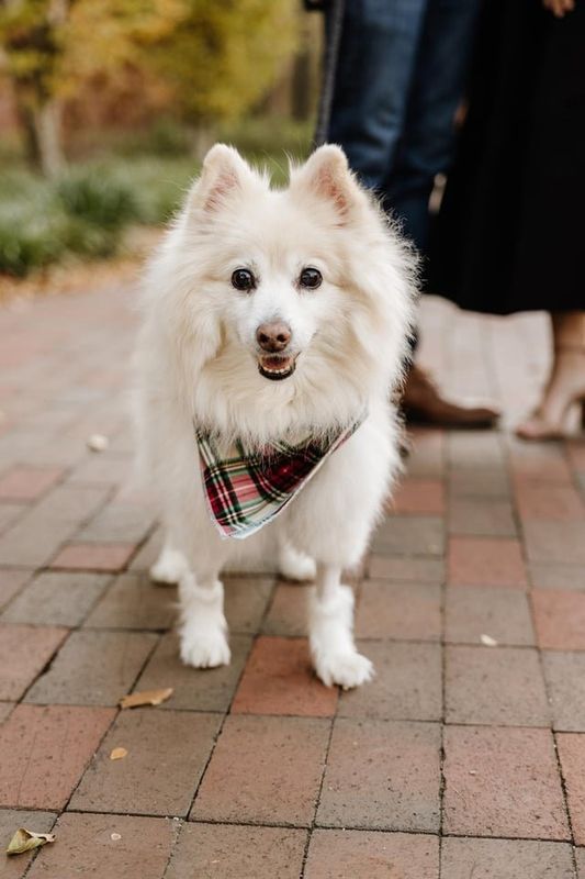Lost Dog in Atlanta, Georgia — Thank you to Sirius, the dog who donated blood and saved my dog’s life ❤️ (Cumming, GA)
