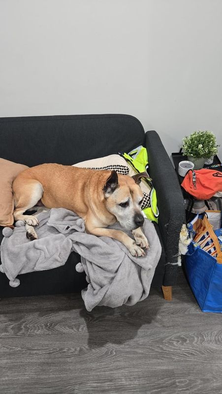 Found Dog in Baltimore, Maryland — Dog Found in Hollins Market