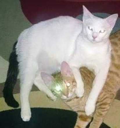 Lost Cat in Escondido, California — listing photo