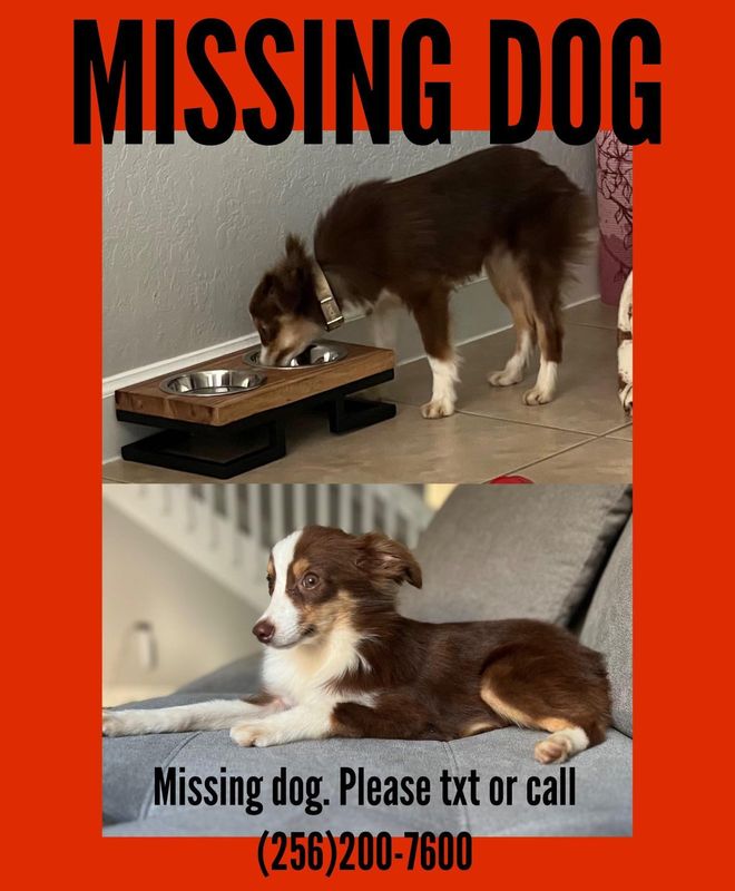 Lost Dog in Miami, Florida — listing photo