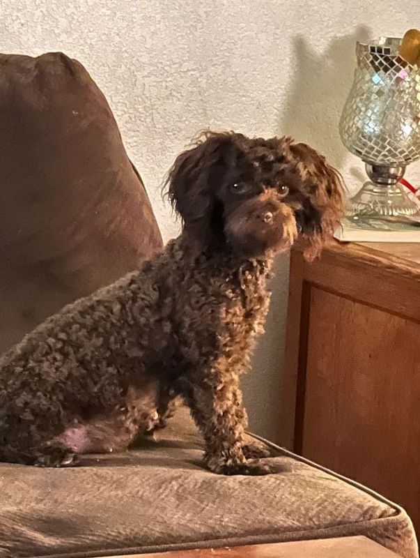 Lost Dog in Glendale, Arizona — listing photo