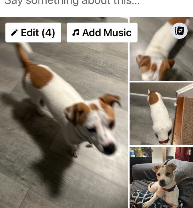 Lost Dog in Colorado Springs, Colorado — listing photo
