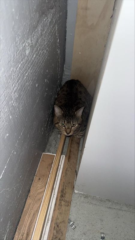 Found Cat in Portland, Oregon — listing photo